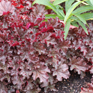 Гейхера Берри Мармелад (Berry Marmalade)