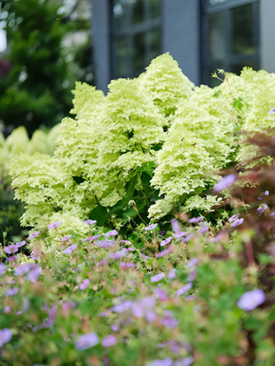 Гортензия Мэджикал Кэндл (Magical Candle) метельчатая Гортензия Мэджикал Кэндл (Magical Candle) метельчатая