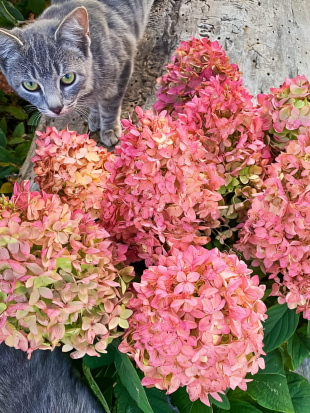 Гортензия Мэджикал Кэндл (Magical Candle) метельчатая