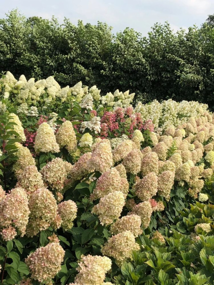 Гортензия Мэджикал Кэндл (Magical Candle) метельчатая купить с доставкой