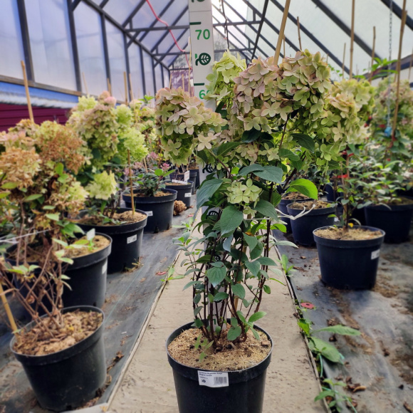 Гортензия Мэджикал Кэндл (Magical Candle) метельчатая купить с доставкой