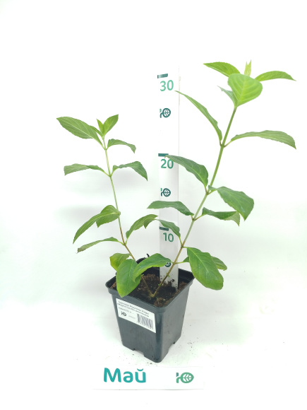 Гортензия Мэджикал Кэндл (Magical Candle) метельчатая купить с доставкой