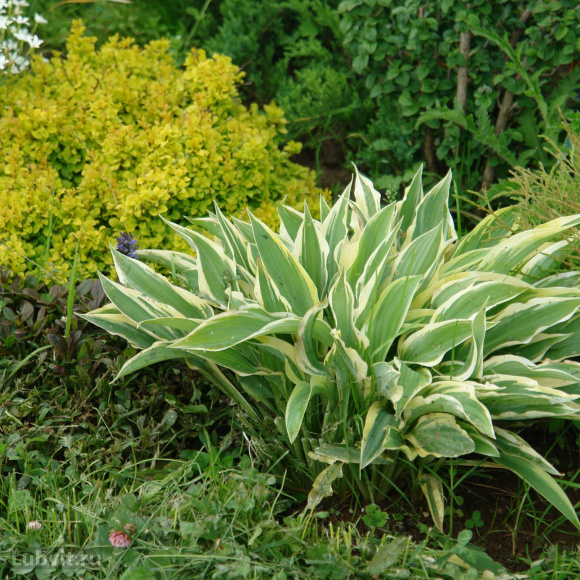 Хоста Лейксайд Драгонфлай (Lakeside Dragonfly) [M] купить с доставкой