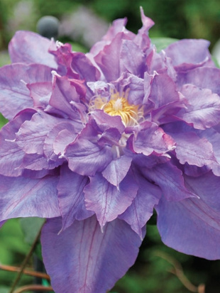 Клематис Вивьен Пеннел (Vyvyan Pennell)