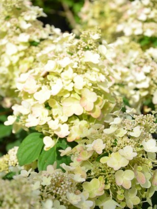 Гортензия Би Хэппи (Bee Happy) метельчатая Гортензия Би Хэппи (Bee Happy) метельчатая