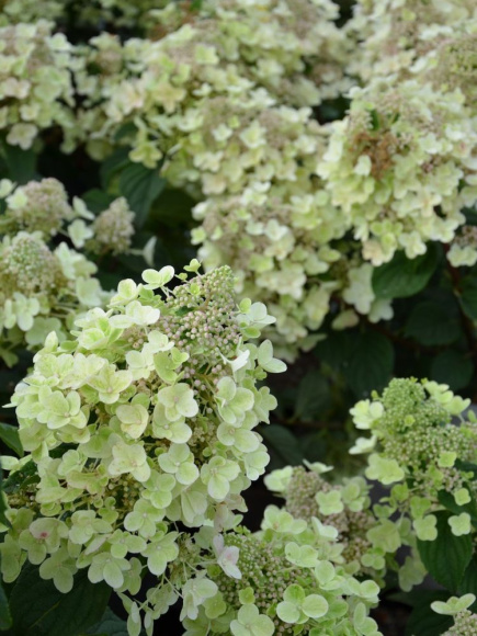 Гортензия Би Хэппи (Bee Happy) метельчатая купить с доставкой