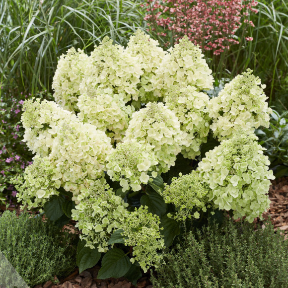 Гортензия Би Хэппи (Bee Happy) метельчатая купить с доставкой