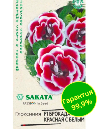 Глоксиния Брокада Красная с Белым [Гавриш]