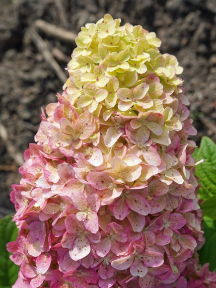 Гортензия Пантеон (Pantheon) метельчатая купить с доставкой