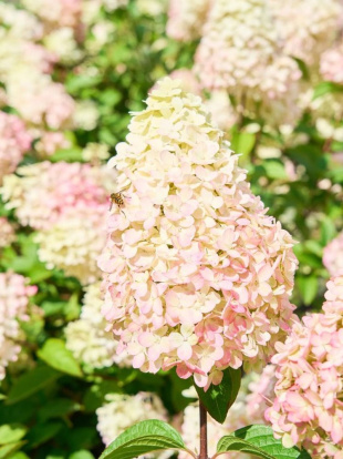 Гортензия Пантеон (Pantheon) метельчатая Гортензия Пантеон (Pantheon) метельчатая