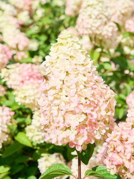 Гортензия Пантеон (Pantheon) метельчатая купить с доставкой