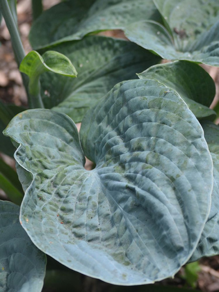 Хоста Блюберри Вафлс (Blueberry Waffles) [L] купить с доставкой