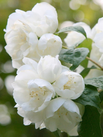 Чубушник Зоя Космодемьянская купить с доставкой