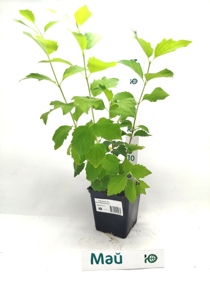 Чубушник Зоя Космодемьянская купить с доставкой