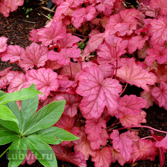 Гейхера Берри Смузи (Berry Smoothie) купить с доставкой