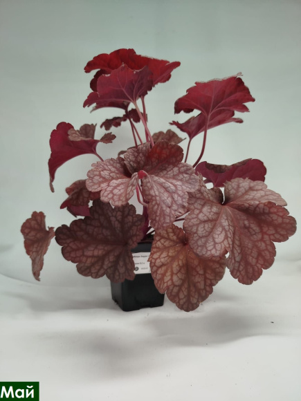 Гейхера Берри Смузи (Berry Smoothie) купить с доставкой