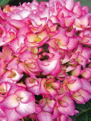 Гортензия Окская Весна крупнолистная