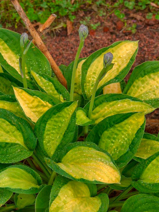 Хоста Ти Дауг (T-Dawg) [M]