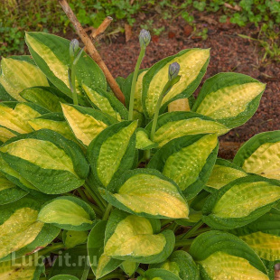 Хоста Ти Дауг (T-Dawg) [M]