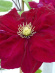 Клематис Ред Стар (Red Star) купить с доставкой