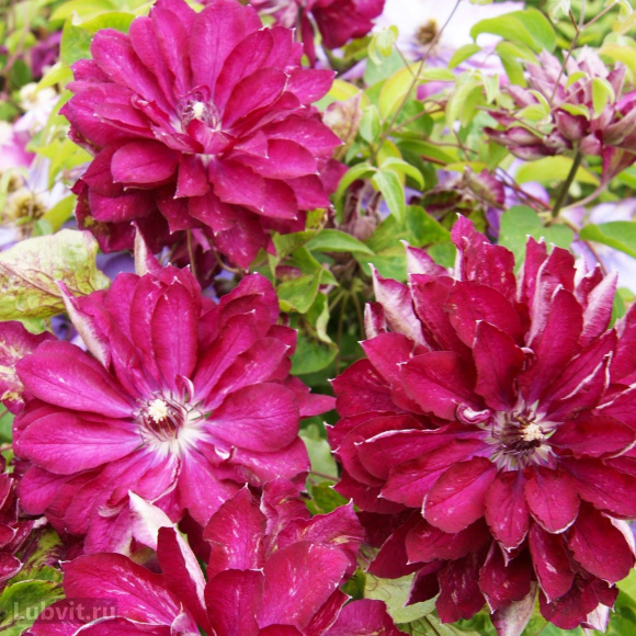 Клематис Ред Стар (Red Star) купить с доставкой