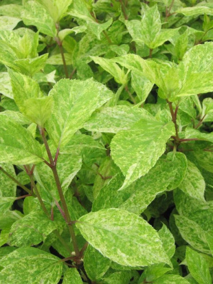 Гортензия Шикоку Флеш (Shikoku Flash) метельчатая Гортензия Шикоку Флеш (Shikoku Flash) метельчатая