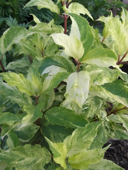 Гортензия Шикоку Флеш (Shikoku Flash) метельчатая купить с доставкой