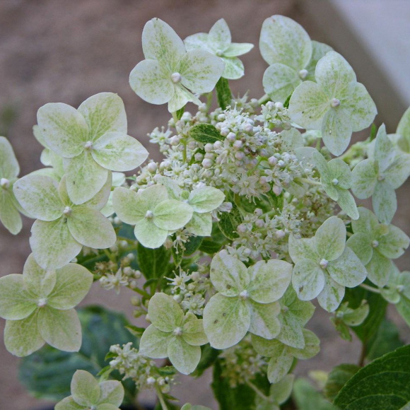 Гортензия Шикоку Флеш (Shikoku Flash) метельчатая купить с доставкой