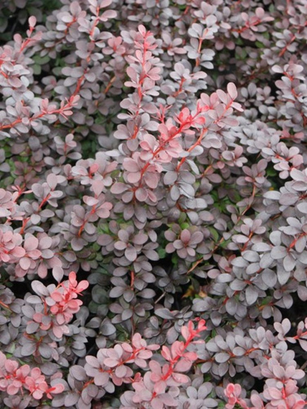 Барбарис Дартс ред Леди (Dart's Red Lady) купить с доставкой