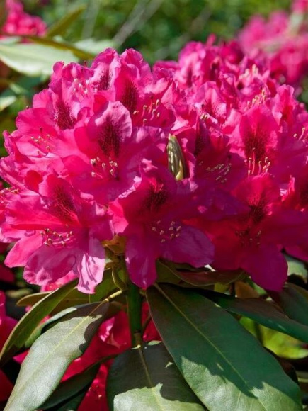 Рододендрон Нова Зембла (Nova Zembla) купить с доставкой