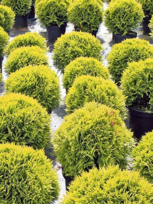 Туя западная Даника Аурея (Danica Aurea) 