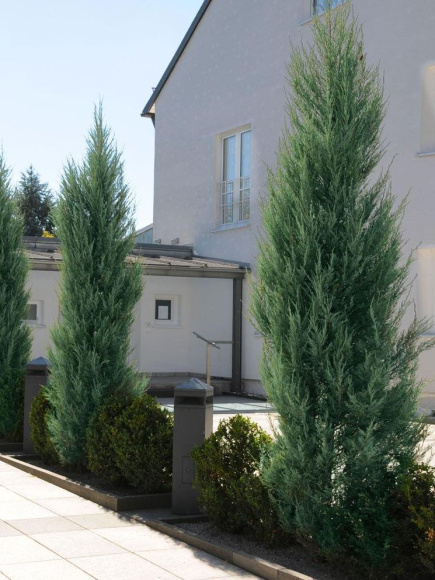 Можжевельник Скайрокет (Skyrocket) скальный купить с доставкой