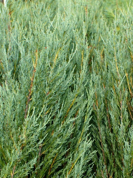 Можжевельник Скайрокет (Skyrocket) скальный купить с доставкой