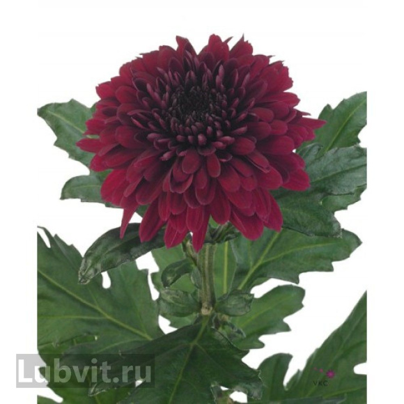 Хризантема садовая Барка (Barca) купить с доставкой Хризантема садовая Барка (Barca) купить с доставкой