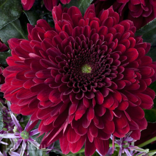 Хризантема садовая Барка (Barca)