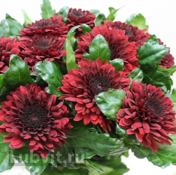 Хризантема садовая Барка (Barca) купить с доставкой Хризантема садовая Барка (Barca) купить с доставкой