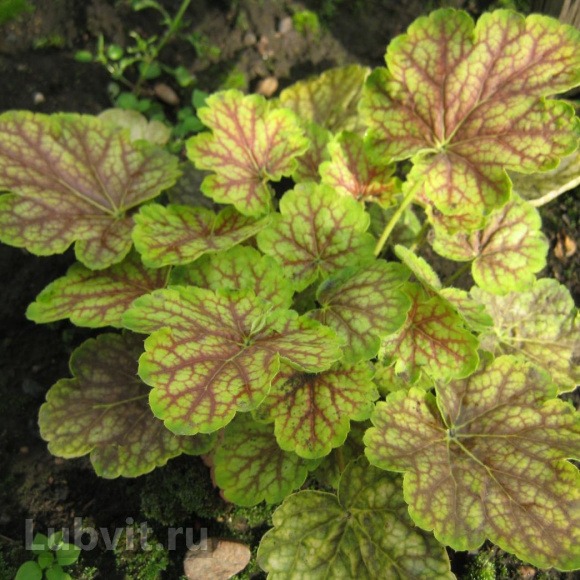 Гейхера Ван Гог (Van Gogh) купить с доставкой