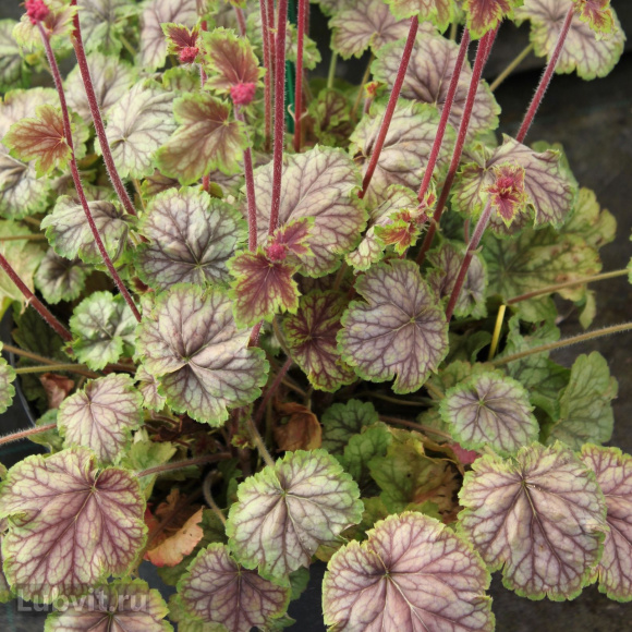 Гейхера Ван Гог (Van Gogh) купить с доставкой