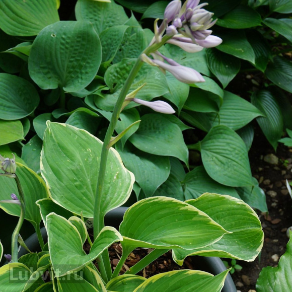 Хоста Карин (Karin) [L] купить с доставкой