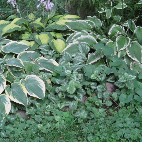 Хоста Карин (Karin) [L] купить с доставкой