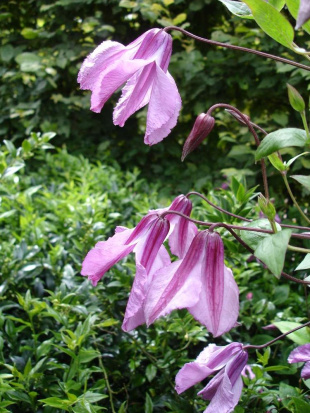 Клематис Аленушка (Alionushka) Клематис Аленушка (Alionushka)