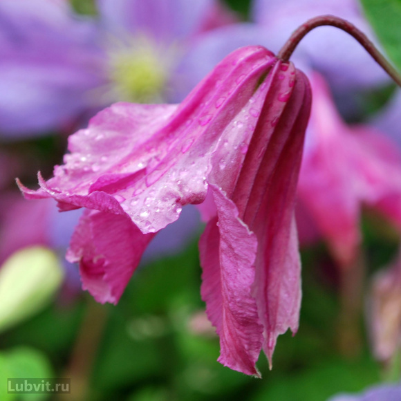 Клематис Аленушка (Alionushka) купить с доставкой