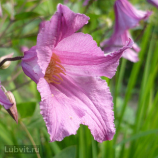 Клематис Аленушка (Alionushka)