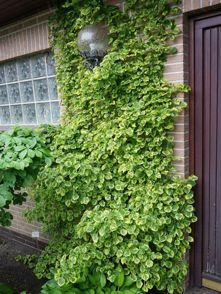 Гортензия Миранда (Miranda) черешковая купить с доставкой