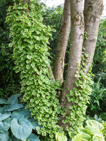 Гортензия Миранда (Miranda) черешковая купить с доставкой