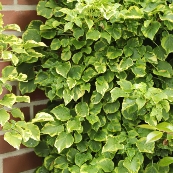 Гортензия Миранда (Miranda) черешковая купить с доставкой Гортензия Миранда (Miranda) черешковая купить с доставкой