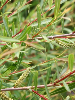 Ива Грацилис (Gracilis)