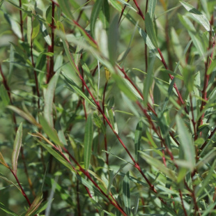 Ива Грацилис (Gracilis)