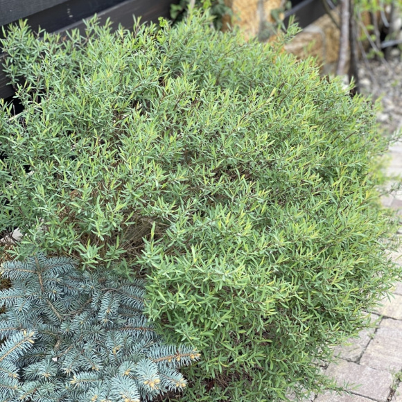 Ива Грацилис (Gracilis) купить с доставкой