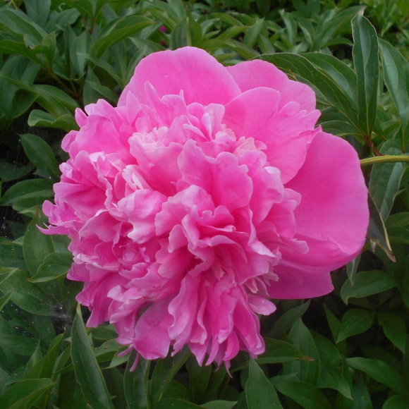 Пион Барбара (Barbara) купить с доставкой